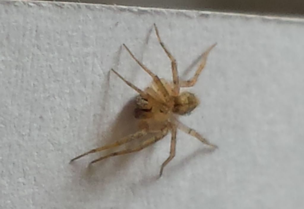Oecobius sp. - Venezia (VE)